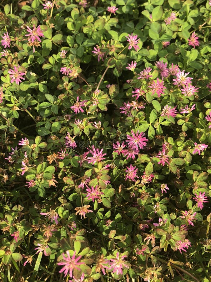 Fiori svegli porpora e rosa nel prato fotografie stock libere da diritti Fiori svegli porpora e rosa nel prato fotografie stock libere da diritti