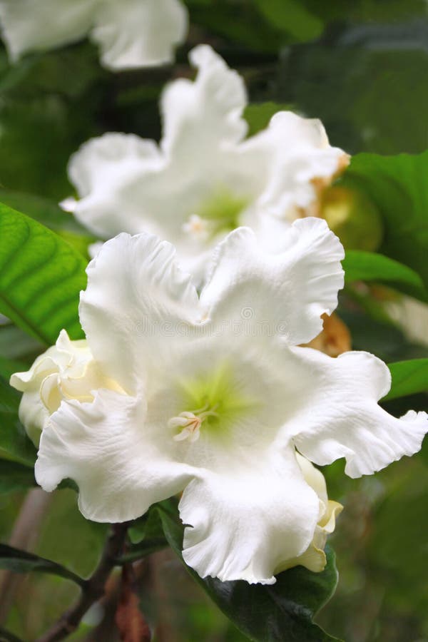 Fiori tropicali bianchi immagine stock libera da diritti