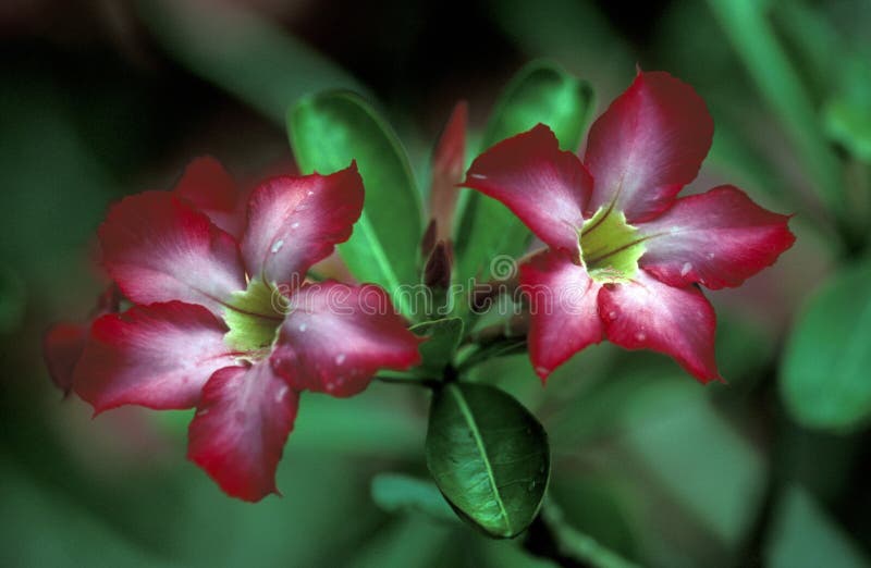 FIORI TROPICALI DELL'ASIA INDONESIA BALI fotografia stock FIORI TROPICALI DELL'ASIA INDONESIA BALI fotografia stock
