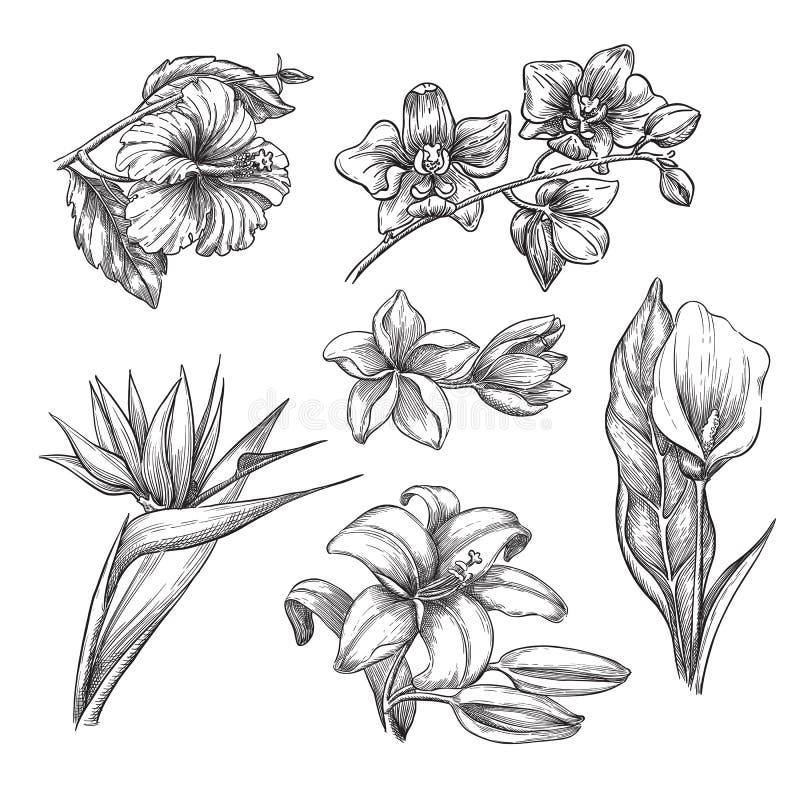 Fiori tropicali messi, illustrazione di schizzo di vettore Elementi di progettazione floreale e della natura tropicale disegnata illustrazione di stock Fiori tropicali messi, illustrazione di schizzo di vettore Elementi di progettazione floreale e della natura tropicale disegnata illustrazione di stock
