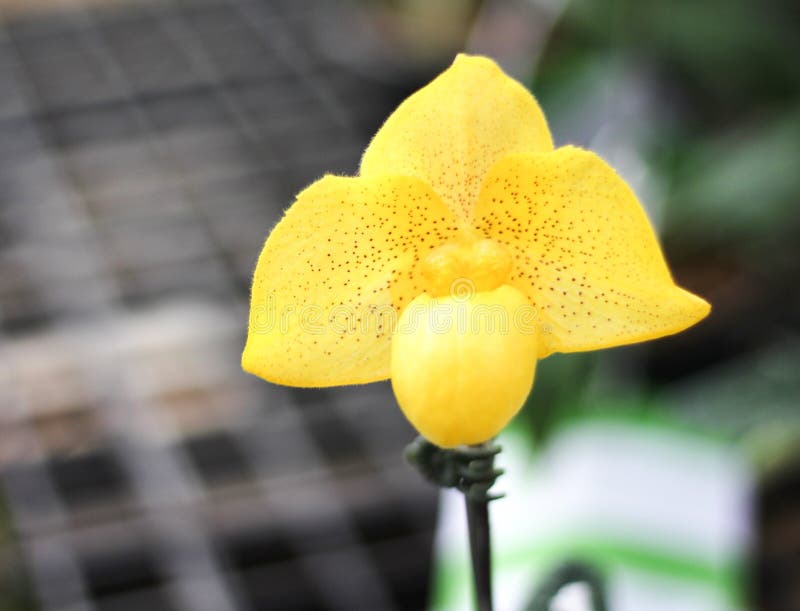 Fiori variopinti concolor giallo del paphiopedilum o dell'orchidea che fiorisce nel giardino, modello ornamentale naturale su fon immagine stock libera da diritti Fiori variopinti concolor giallo del paphiopedilum o dell'orchidea che fiorisce nel giardino, modello ornamentale naturale su fon immagine stock libera da diritti