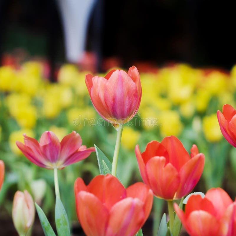 Fiori variopinti dei tulipani nel giardino Bello mazzo del tuli immagine stock Fiori variopinti dei tulipani nel giardino Bello mazzo del tuli immagine stock