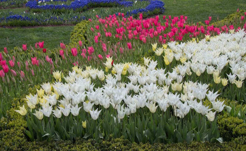 Fiori variopinti del tulipano nel giardino fotografia stock Fiori variopinti del tulipano nel giardino fotografia stock
