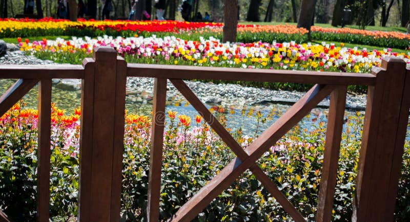 Fiori variopinti del tulipano nel giardino immagine stock Fiori variopinti del tulipano nel giardino immagine stock