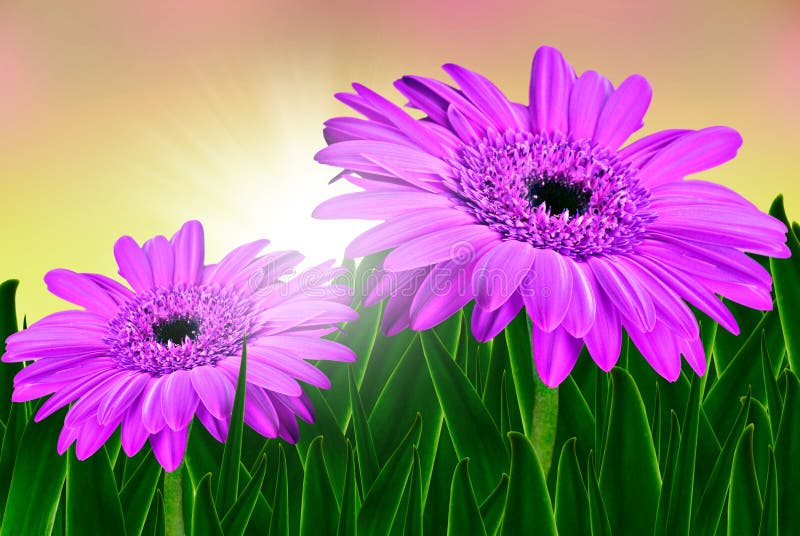 Fiori variopinti della gerbera della margherita in un campo fotografia stock Fiori variopinti della gerbera della margherita in un campo fotografia stock