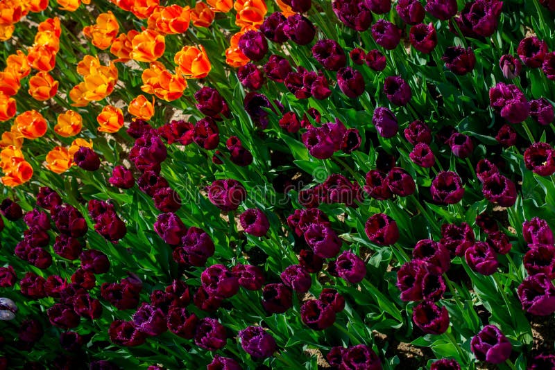Fiori variopinti di fioritura del tulipano come fondo floreale fotografia stock Fiori variopinti di fioritura del tulipano come fondo floreale fotografia stock