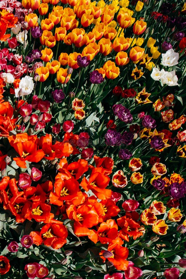 Fiori variopinti di fioritura del tulipano come fondo floreale immagini stock Fiori variopinti di fioritura del tulipano come fondo floreale immagini stock