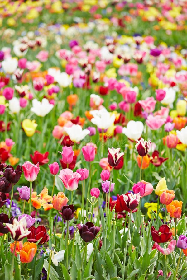 Fiori variopinti e tulipani in un campo fotografia stock Fiori variopinti e tulipani in un campo fotografia stock
