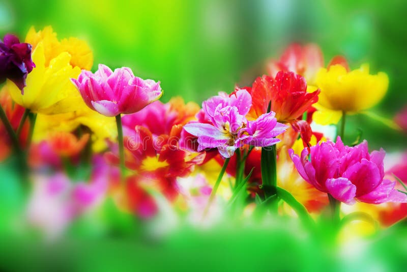 Fiori variopinti in il giardino di primavera fotografia stock libera da diritti