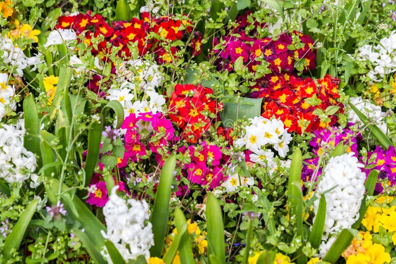 Fiori variopinti nel parco Paesaggio della sorgente immagini stock Fiori variopinti nel parco Paesaggio della sorgente immagini stock