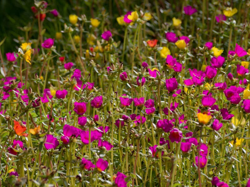 Fiori viola fotografia stock libera da diritti Fiori viola fotografia stock libera da diritti