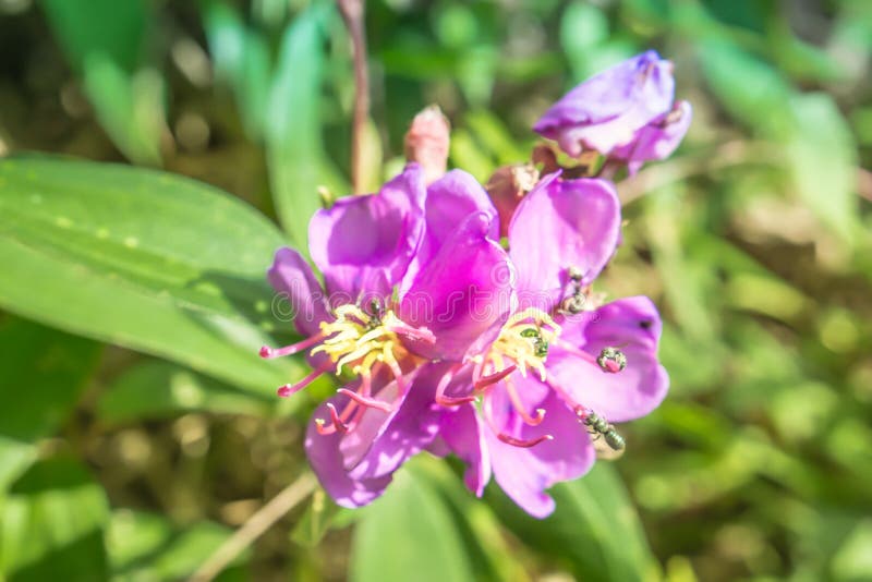 Fiori viola che fioriscono con le api in natura immagini stock libere da diritti Fiori viola che fioriscono con le api in natura immagini stock libere da diritti