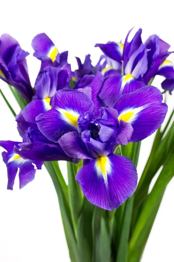 Fiori Viola Scuri Dell'iride Immagine Stock - Immagine di ...