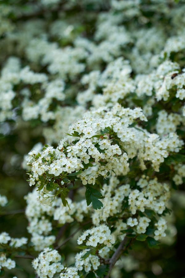 Fiorini di Hawthorn in chiusura. Chiusura di un cespuglio di torbiere con fiori in fiore