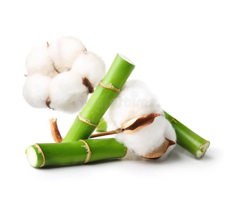 Fiorino e bambù isolati fotografie stock