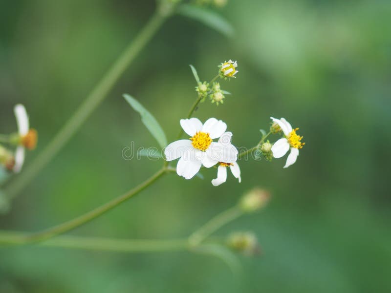 Fiorino filato e fiore di fondo sbiancato immagini stock