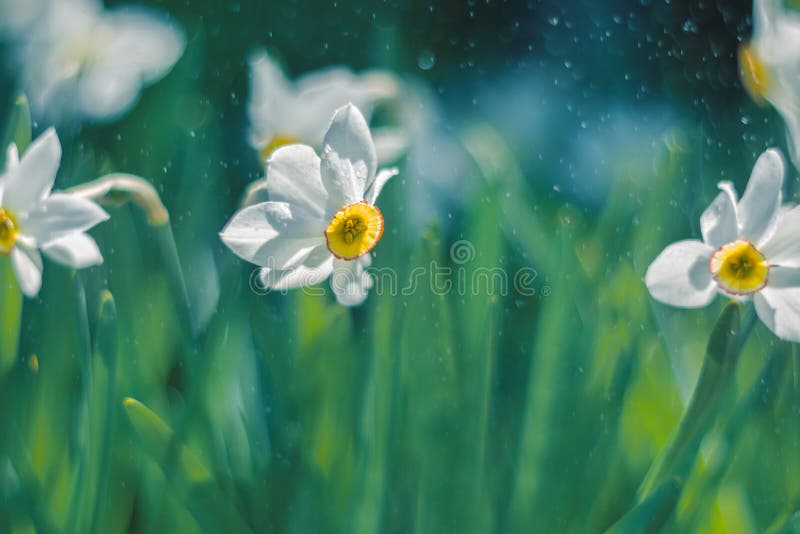 Fiorisce i narcisi all'aperto al sole Il contesto del bokeh è fatto delle gocce di pioggia immagini stock libere da diritti