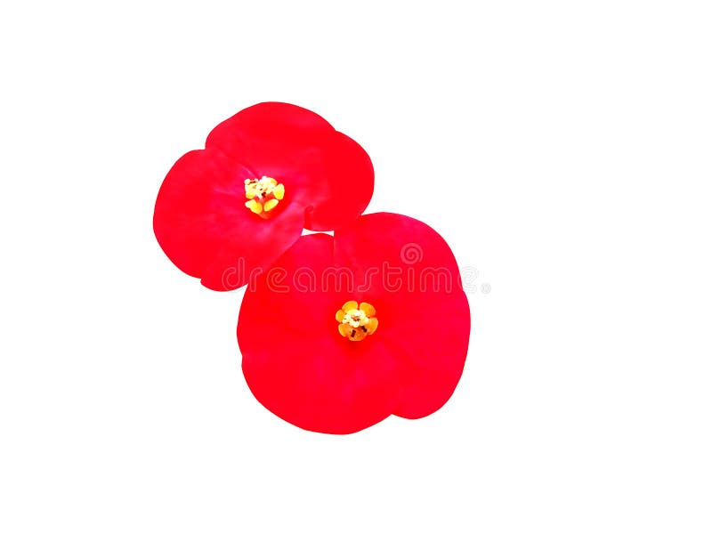 Fiorisce il rosso sull'isolato fotografia stock libera da diritti Fiorisce il rosso sull'isolato fotografia stock libera da diritti