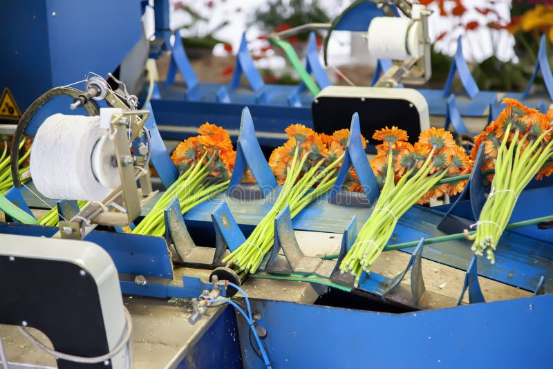 Packaging flowers by moving conveyor, the Netherlands. Packaging flowers by moving conveyor, the Netherlands