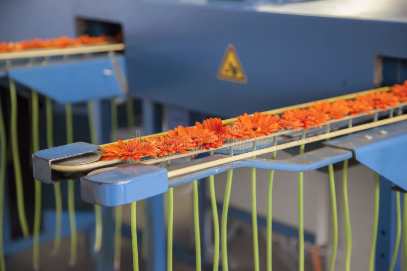 Packaging flowers by moving conveyor. Packaging flowers by moving conveyor