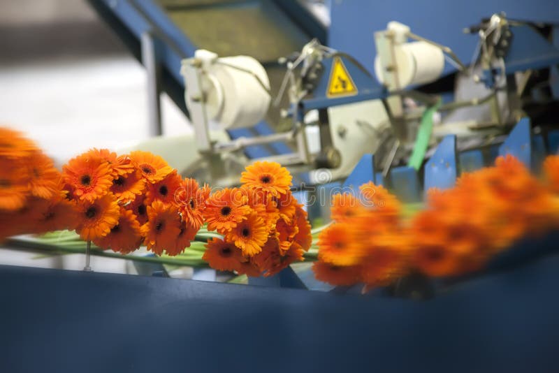 Packaging flowers by moving conveyor. Packaging flowers by moving conveyor