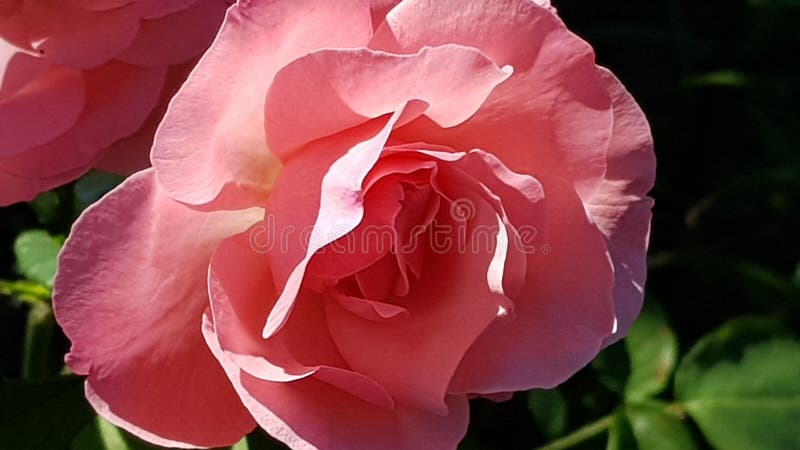 Fiorisce l'amante fotografie stock libere da diritti