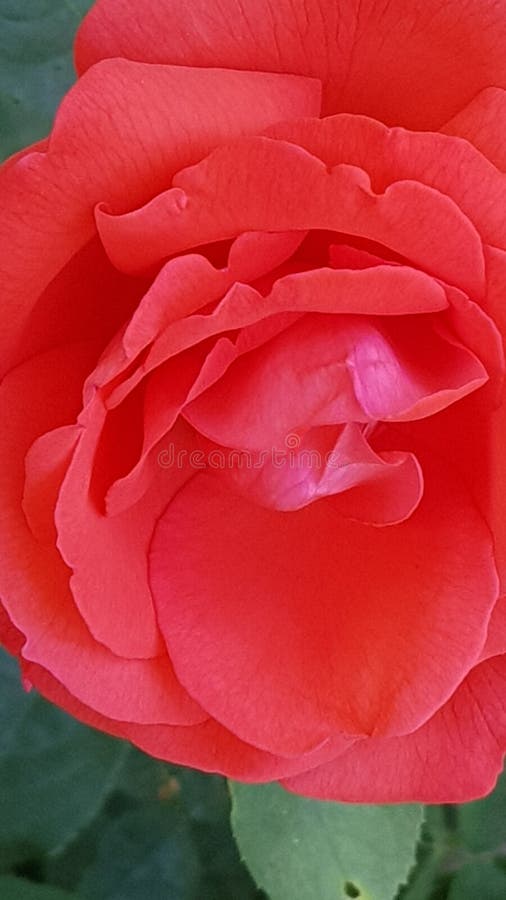 Fiorisce l'amante immagini stock libere da diritti