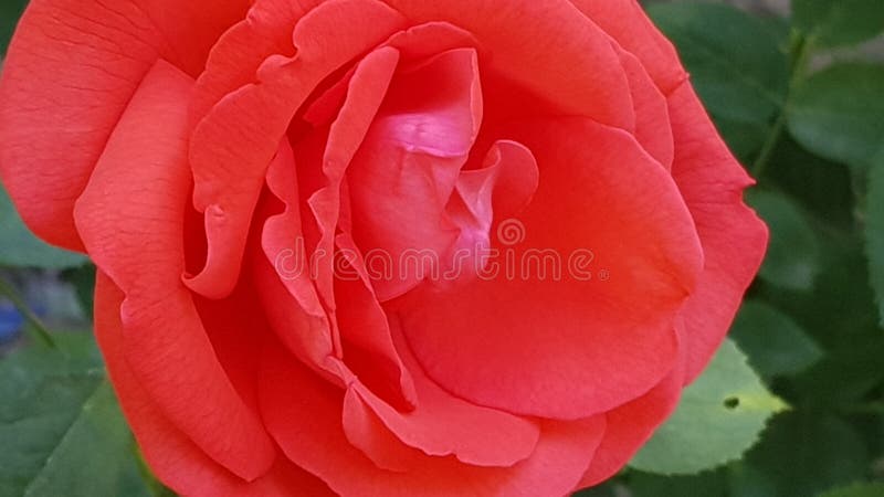 Fiorisce l'amante fotografia stock