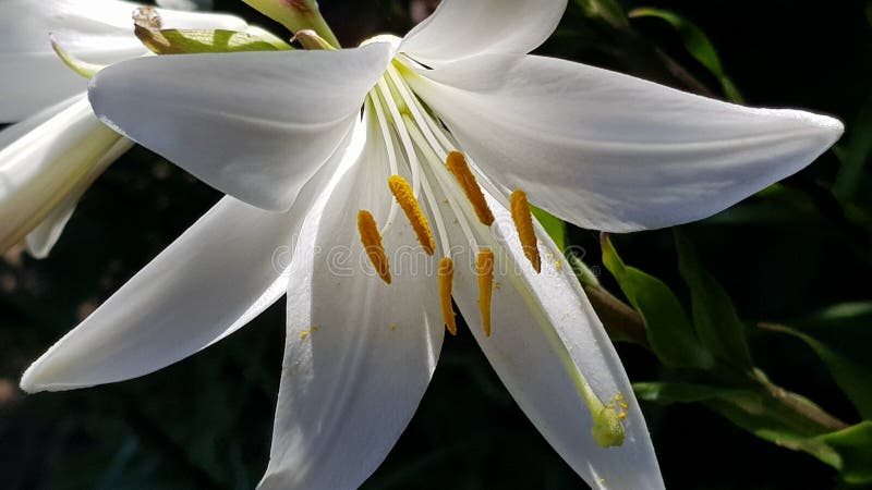 Fiorisce l'amante fotografia stock