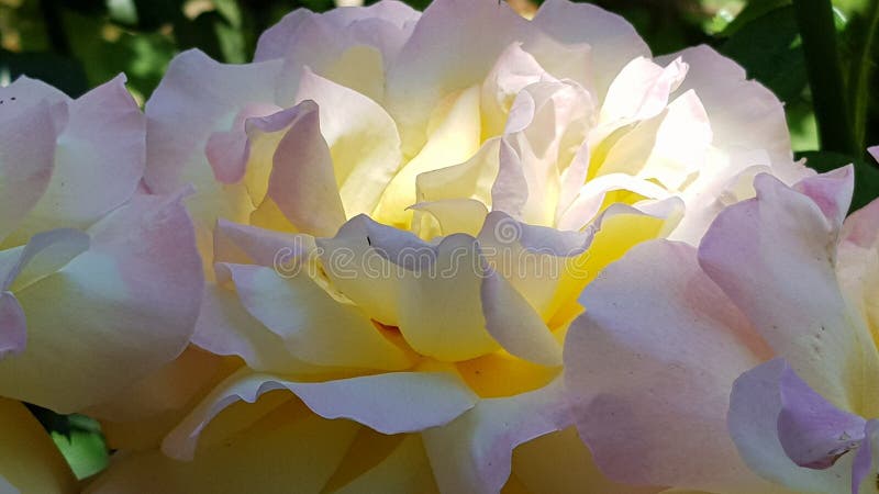 Fiorisce l'amante immagine stock libera da diritti