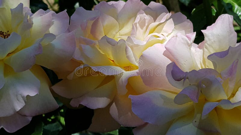 Fiorisce l'amante fotografia stock libera da diritti