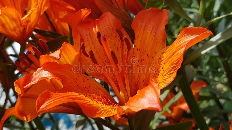 Amante dei fiori fotografie stock libere da diritti