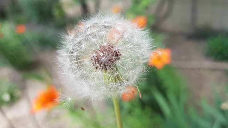 Fiorisce l'amante fotografie stock
