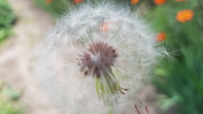 Fiorisce l'amante fotografie stock