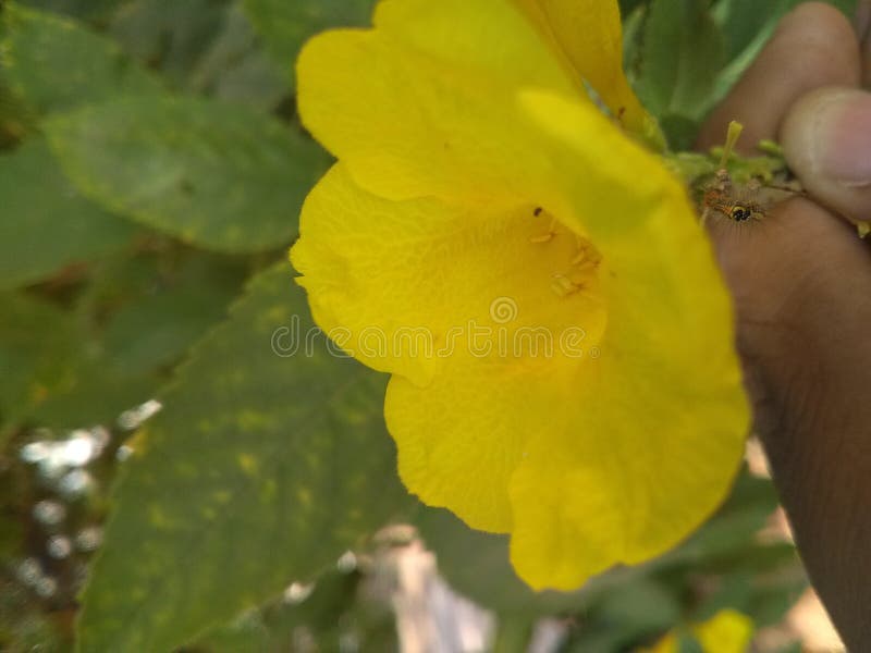 Fiorisce l'amante immagini stock