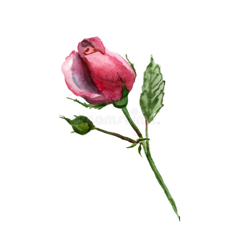 Fiorisce l'illustrazione dell'acquerello Un rosa rosa tenero su un fondo bianco illustrazione di stock Fiorisce l'illustrazione dell'acquerello Un rosa rosa tenero su un fondo bianco illustrazione di stock