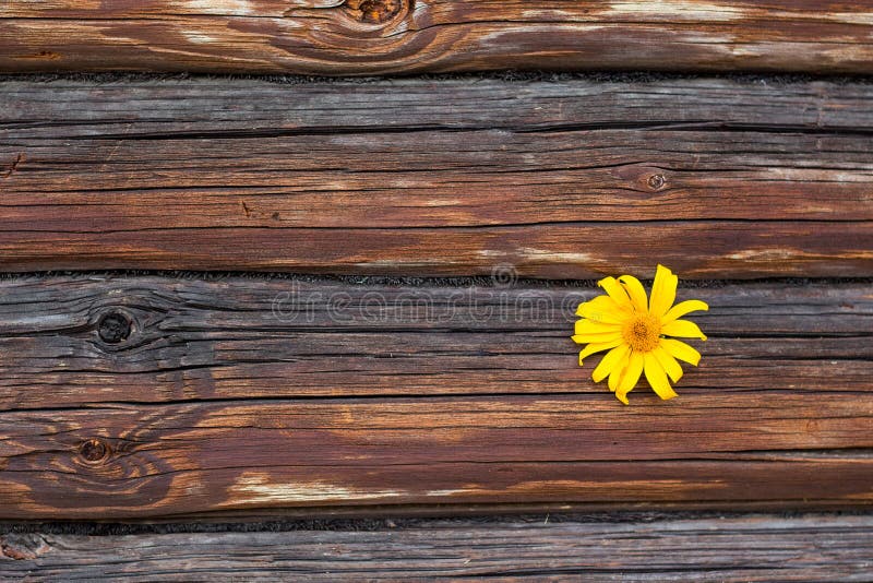 Fiorisce sulla parete fotografie stock libere da diritti Fiorisce sulla parete fotografie stock libere da diritti