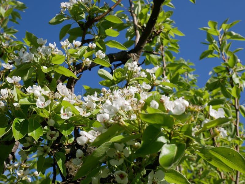 Fioritura degli alberi da frutto in molla in anticipo Fiori rosa delicati della pera fotografia stock libera da diritti Fioritura degli alberi da frutto in molla in anticipo Fiori rosa delicati della pera fotografia stock libera da diritti