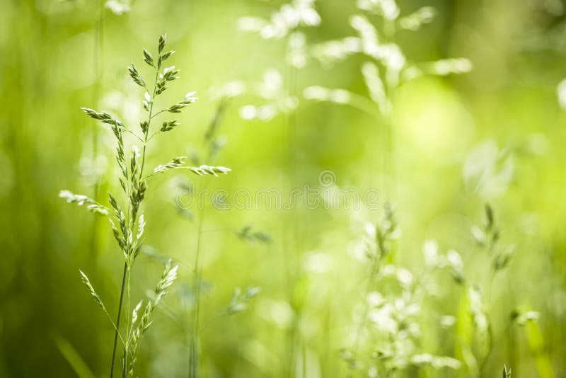 Fioritura dell'erba verde di giugno