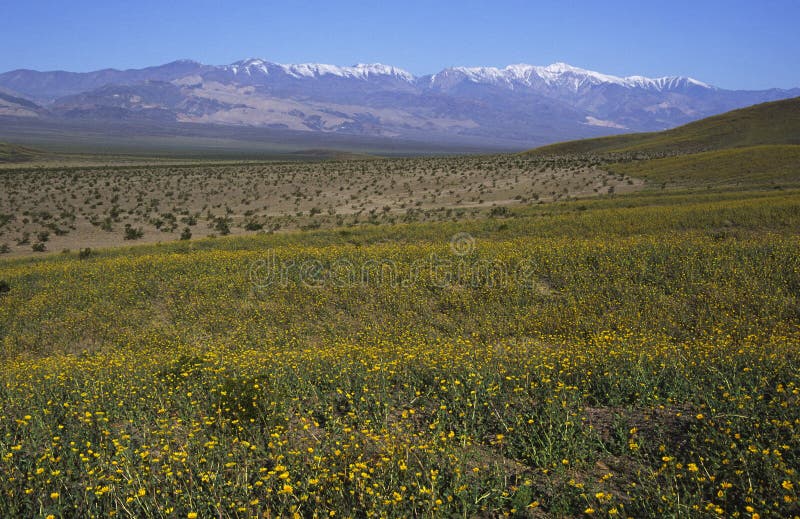 Fioritura della sorgente in Death Valley fotografia stock libera da diritti Fioritura della sorgente in Death Valley fotografia stock libera da diritti