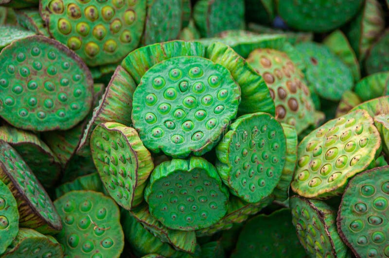 Fioritura di semi di loto verde naturale immagine stock libera da diritti Fioritura di semi di loto verde naturale immagine stock libera da diritti