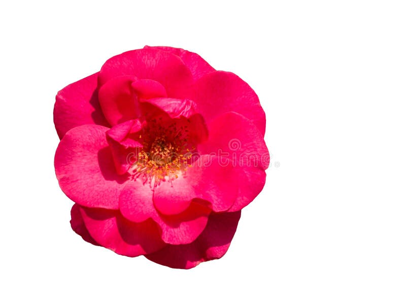 Fioritura di una rosa rosa isolata in bianco immagini stock Fioritura di una rosa rosa isolata in bianco immagini stock
