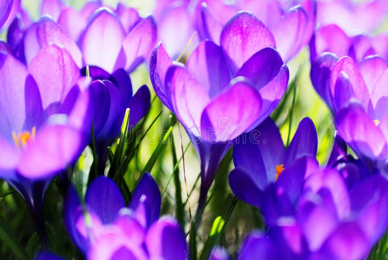 Fioritura di Violet Crocus luminosa al sole Fioritura di Violet Crocus luminosa al sole
