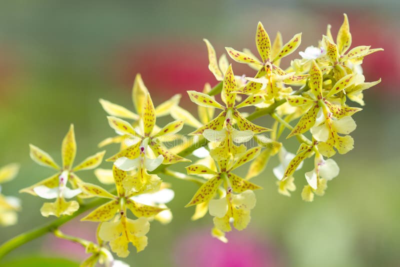 Fioritura gialla delle orchidee e marrone macchiato immagini stock libere da diritti Fioritura gialla delle orchidee e marrone macchiato immagini stock libere da diritti