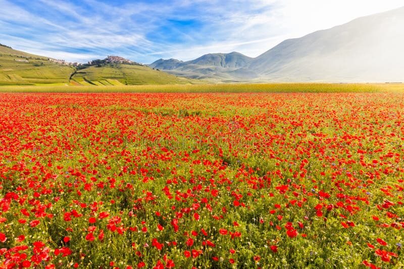 Fioritura am Klavier groß mit Castelluccio, Umbrien, Italien stockfotografie Fioritura am Klavier groß mit Castelluccio, Umbrien, Italien stockfotografie