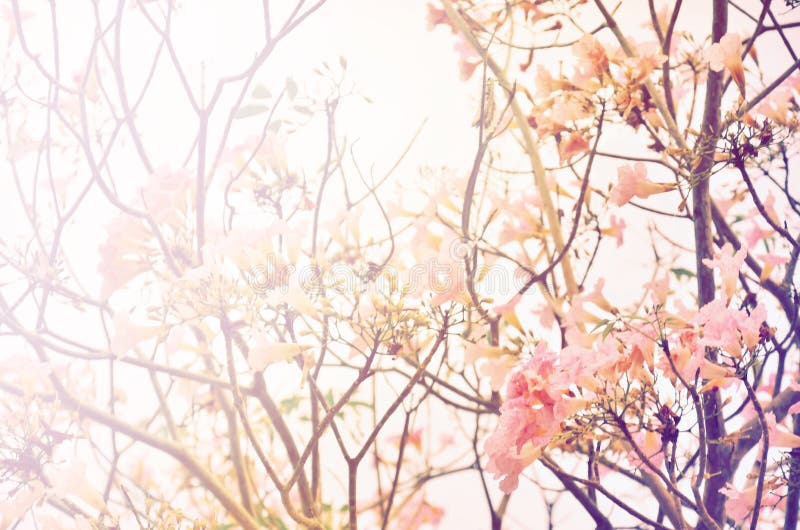 Fioritura rosa del fiore dell'albero di tromba fotografia stock libera da diritti Fioritura rosa del fiore dell'albero di tromba fotografia stock libera da diritti