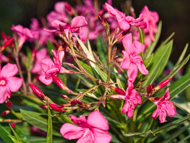 Fioritura rosa del fiore del nerium o dell'oleandro con luce solare nella sera sul fondo della natura fotografia stock Fioritura rosa del fiore del nerium o dell'oleandro con luce solare nella sera sul fondo della natura fotografia stock
