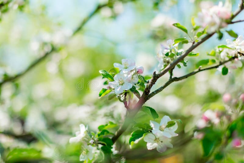 Fioriture rosa di di melo con fondo vago Scena della natura Fiori della primavera il giorno soleggiato di Pasqua Fuoco selettivo immagini stock Fioriture rosa di di melo con fondo vago Scena della natura Fiori della primavera il giorno soleggiato di Pasqua Fuoco selettivo immagini stock