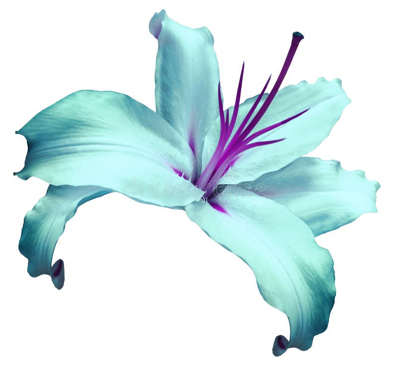 Turquoise-violet flower lily on white isolated background with clipping path no shadows. Closeup. Flower for design, texture, background, frame, wrapper. Close-up. Nature. Turquoise-violet flower lily on white isolated background with clipping path no shadows. Closeup. Flower for design, texture, background, frame, wrapper. Close-up. Nature.