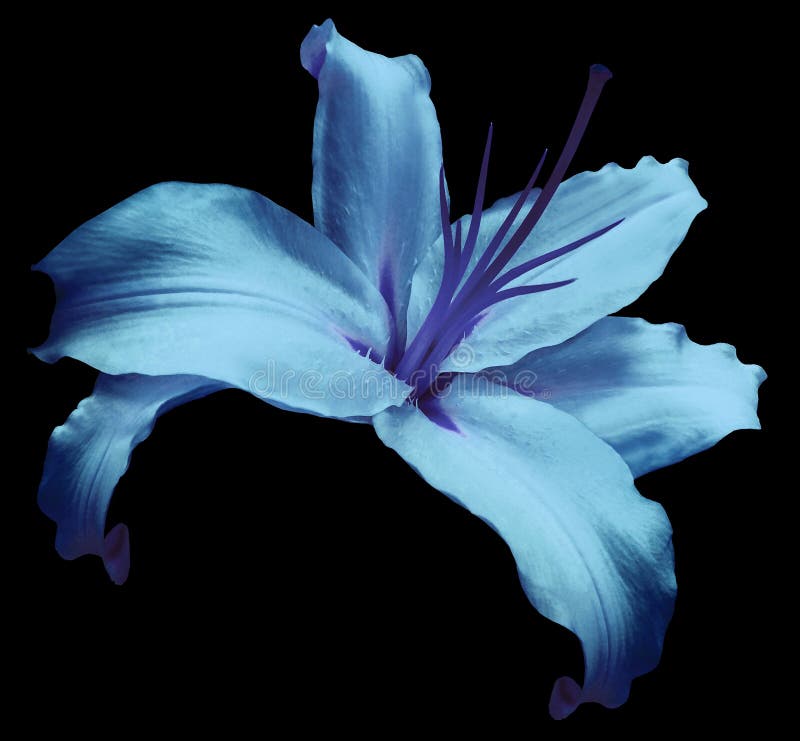 Blue-violet flower lily on black isolated background with clipping path no shadows. Closeup. Flower for design, texture, background, frame, wrapper. Close-up. Nature. Blue-violet flower lily on black isolated background with clipping path no shadows. Closeup. Flower for design, texture, background, frame, wrapper. Close-up. Nature.